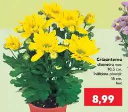 Kaufland Crizantema Ofertă