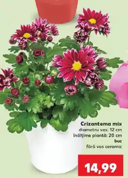 Kaufland Crizantema mix Ofertă