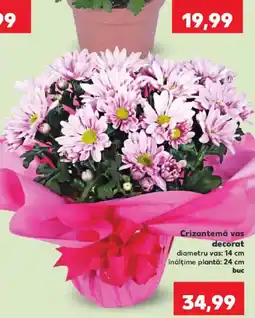 Kaufland Crizantemă vas decorat Ofertă