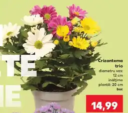 Kaufland Crizantema trio Ofertă