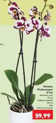 Kaufland Orhidee Phalaenopsis Ofertă