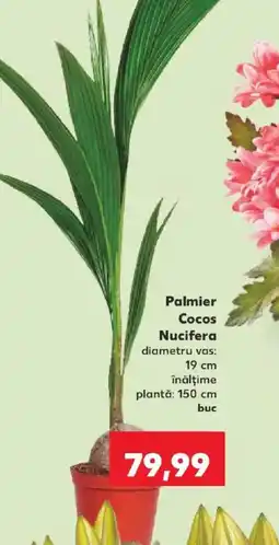 Kaufland Palmier Cocos Nucifera Ofertă