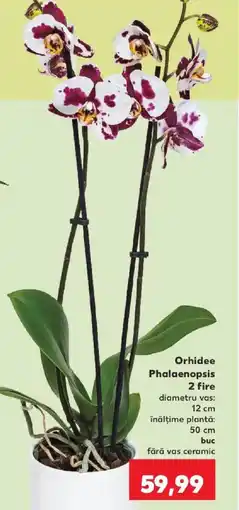 Kaufland Orhidee Phalaenopsis Ofertă