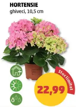 Penny Hortensie Ofertă