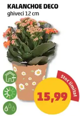 Penny Kalancohe deco Ofertă