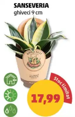 Penny Bird's Nest sanseveria Ofertă