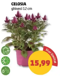 Penny Celosia ghiveci 12 cm Ofertă