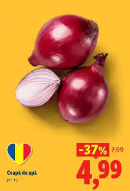 Lidl Ceapă de apă Ofertă