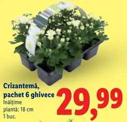 Lidl Crizantemă Ofertă