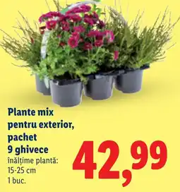 Lidl Plante mix pentru exterior Ofertă