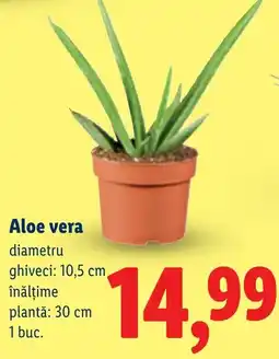 Lidl Aloe vera Ofertă