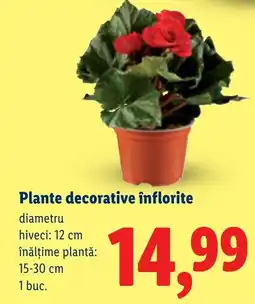 Lidl Plante decorative înflorite Ofertă