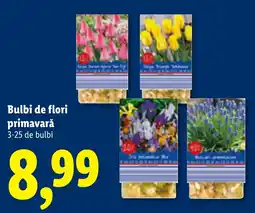 Lidl Bulbi de flori primavară Ofertă