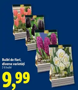 Lidl Bulbi de flori Ofertă