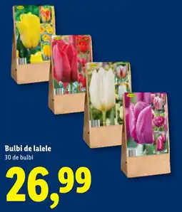 Lidl Bulbi de lalele Ofertă