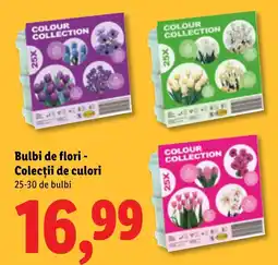 Lidl Colour Collection Ofertă