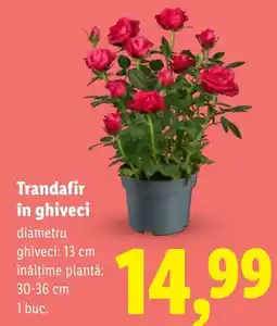 Lidl Trandafir în ghiveci Ofertă
