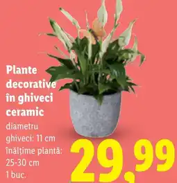 Lidl Plante decorative în ghiveci ceramic Ofertă