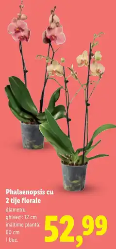 Lidl Phalaenopsis cu 2 tije florale Ofertă