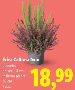 Lidl Erica Calluna Twin Ofertă