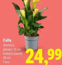 Lidl Calla Ofertă