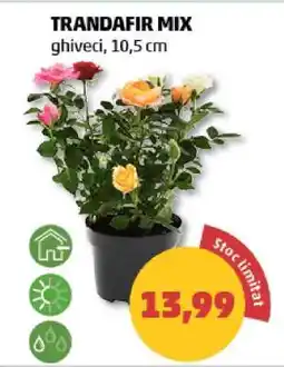 Penny TRANDAFIR MIX Ofertă