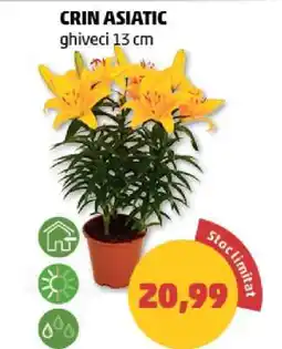 Penny Crin asiatic Ofertă