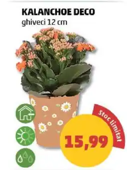 Penny KALANCHOE DECO Ofertă