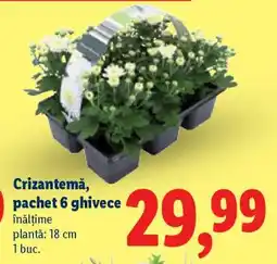 Lidl Crizantemă, pachet 6 ghivece Ofertă