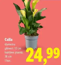 Lidl Calla Ofertă