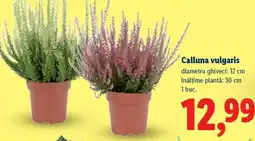Lidl Calluna vulgaris Ofertă