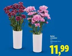 Lidl Buchet crizanteme Ofertă