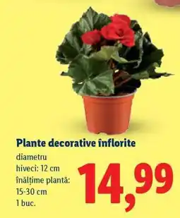 Lidl Plante decorative înflorite Ofertă