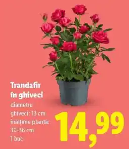 Lidl Trandafir în ghiveci Ofertă