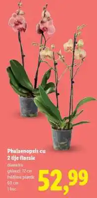 Lidl Phalaenopsis cu 2 tije florale Ofertă