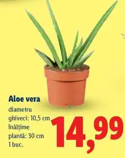 Lidl Aloe Vera Ofertă