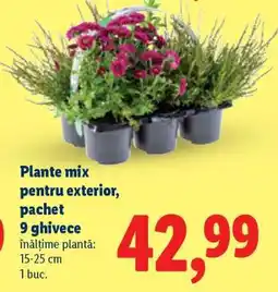 Lidl Plante mix pentru exterior, pachet 9 ghivece Ofertă