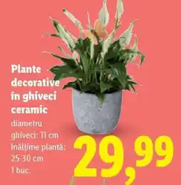 Lidl Plante decorative în ghiveci ceramic Ofertă