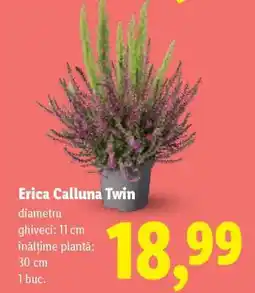 Lidl Erica Calluna Twin Ofertă