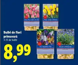 Lidl Bulbi de flori primăvară Ofertă