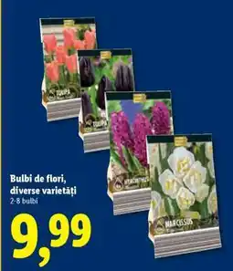 Lidl Bulbi de flori, diverse varietăți Ofertă