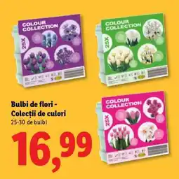 Lidl Bulbi de flori - Colecții de culori Ofertă