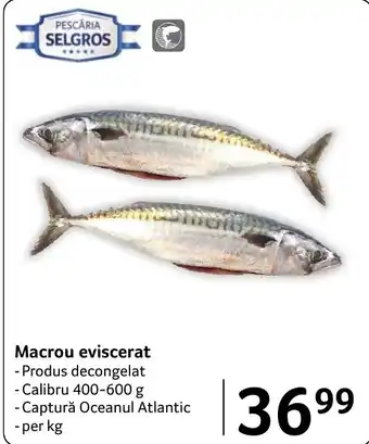Pescaria Selgros Macrou eviscerat
