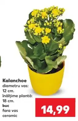 Kaufland Kalanchoe Ofertă