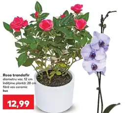 Kaufland Rosa trandafir Ofertă