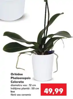 Kaufland Orhidee Phalaenopsis Colorata Ofertă