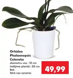 Kaufland Orhidee Phalaenopsis colorata Ofertă