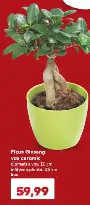 Kaufland Ficus Ginseng vas ceramic Ofertă