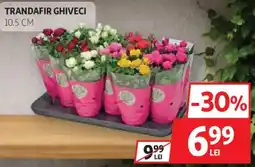 Auchan Trandafir ghiveci Ofertă