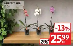 Auchan Orhidee 1 tijă Ofertă